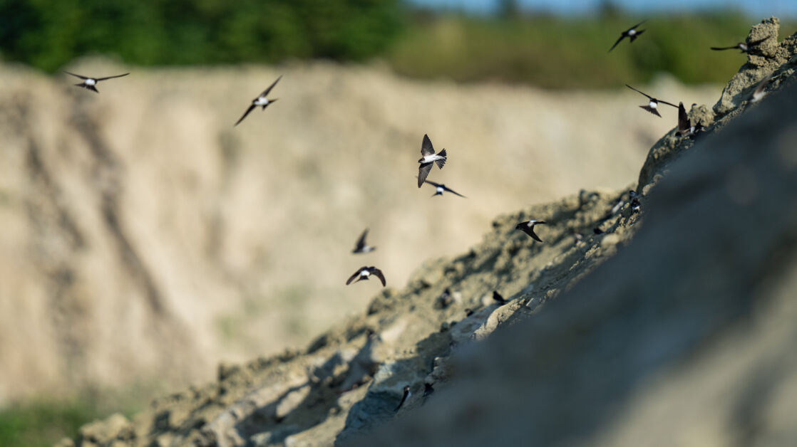 Uferschwalbe (Riparia riparia) – Helsighausen