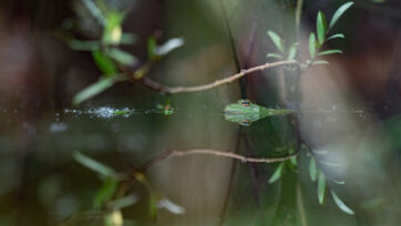 Wasserfrosch (Pelophylax sp) – Helsighausen