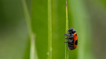 Ameisensackkäfer (Clytra laeviuscula) Ameisensackkäfer (Clytra laeviuscula) – Helsighausen