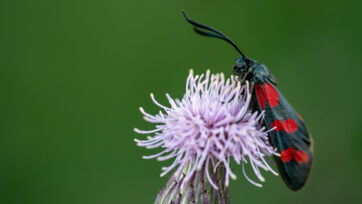 Sechsfleck-Widderchen (Zygaena filipendulae) Sechsfleck-Widderchen (Zygaena filipendulae) - Saal