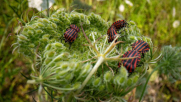 Streifenwanze (Graphosoma italicum) Streifenwanze (Graphosoma italicum) - Saal