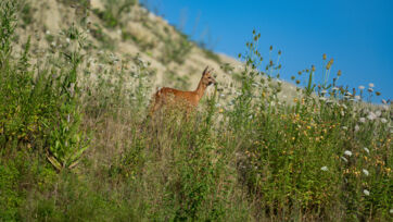 Reh (Capreolus capreolus) – Altegg