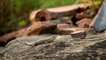 Mauereidechse (Podarcis muralis) Mauereidechse (Podarcis muralis) – Saal