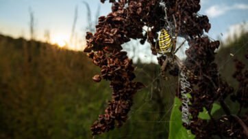 Wespenspinne (Argiope burennichi) Wespenspinne (Argiope burennichi) – Altegg