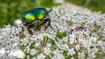 Goldglänzende Rosenkäfer (Cetonia aurata) - Saal