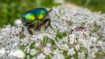 Goldglänzende Rosenkäfer (Cetonia aurata) Goldglänzende Rosenkäfer (Cetonia aurata) - Saal