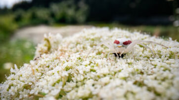 Veränderliche Krabbenspinne (Misumena vatia) – Helsighausen