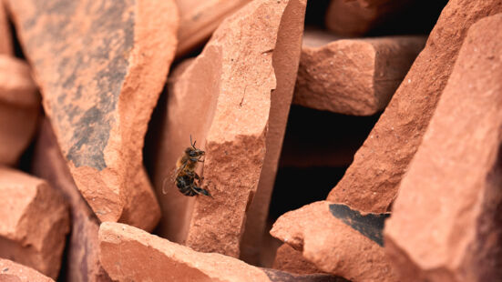 Bienen Laufen Bienen Laufen