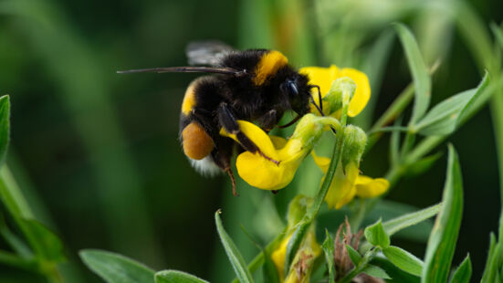 Dunkle Erdhummel (Bombus terrestris) - Saal