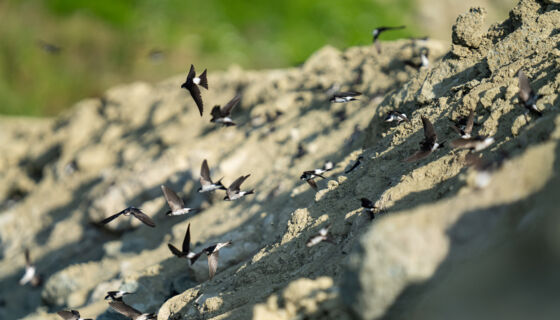 Uferschwalbe (Riparia riparia) – Helsighausen