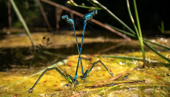 Hufeisen-Azurjungfer (Coenagrion puella) - Saal