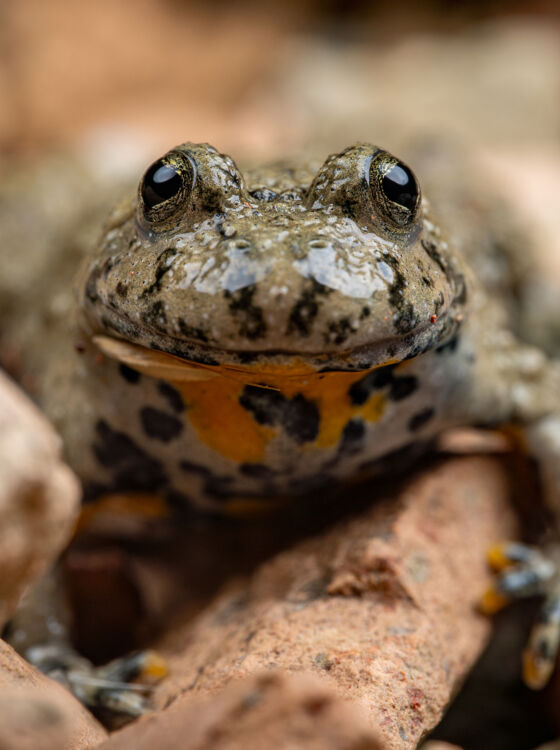 Gelbbauchunke (Bombina variegata) Gelbbauchunke (Bombina variegata) – Altegg