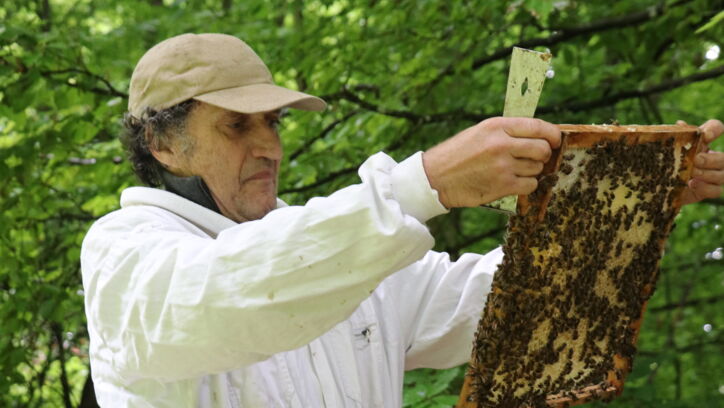 Honigbienen Laufen 3 Honigbienen Laufen 3