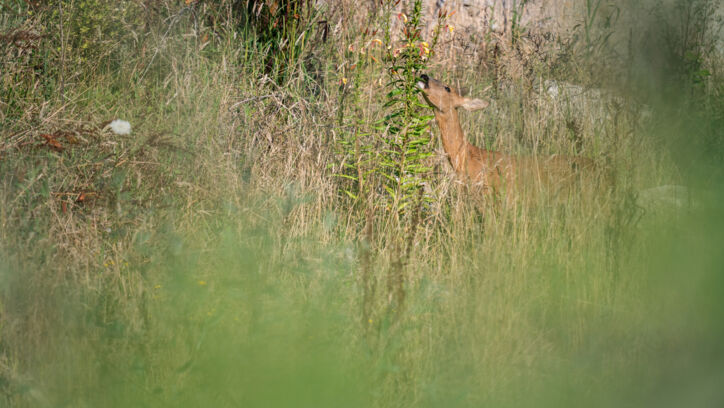 Reh (Capreolus capreolus) – Altegg