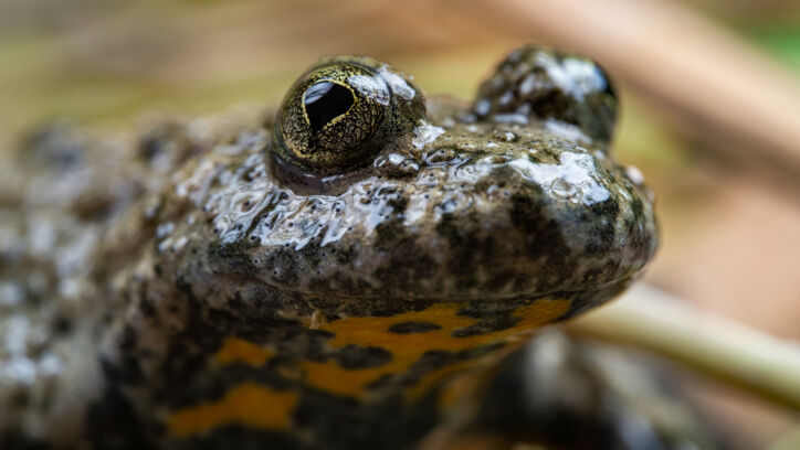 Gelbbauchunke (Bombina variegata) – Altegg